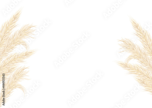 Background of dry pampas grass .Floral ornamental elements in boho style. Flat lay with copy space, top view. Vector illustration. photo