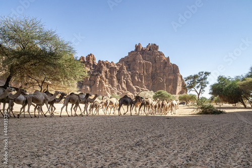 Camels come out of the canyon, Guelta d'Archei Canyon, Chad, Africa