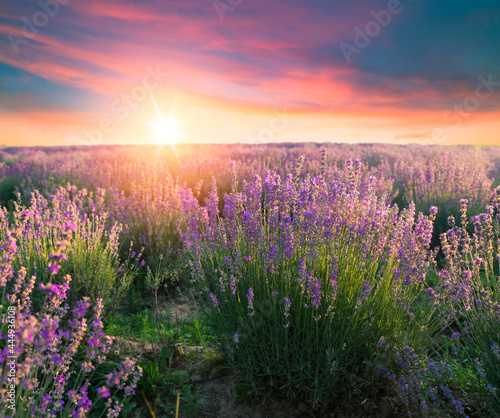Lavender field summer sunset landscape with single tree near Valensole.Provence,France