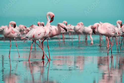 Wild african birds. Flock of pink african flamingos walking around the blue lagoon on the background of bright sky on a sunny day.