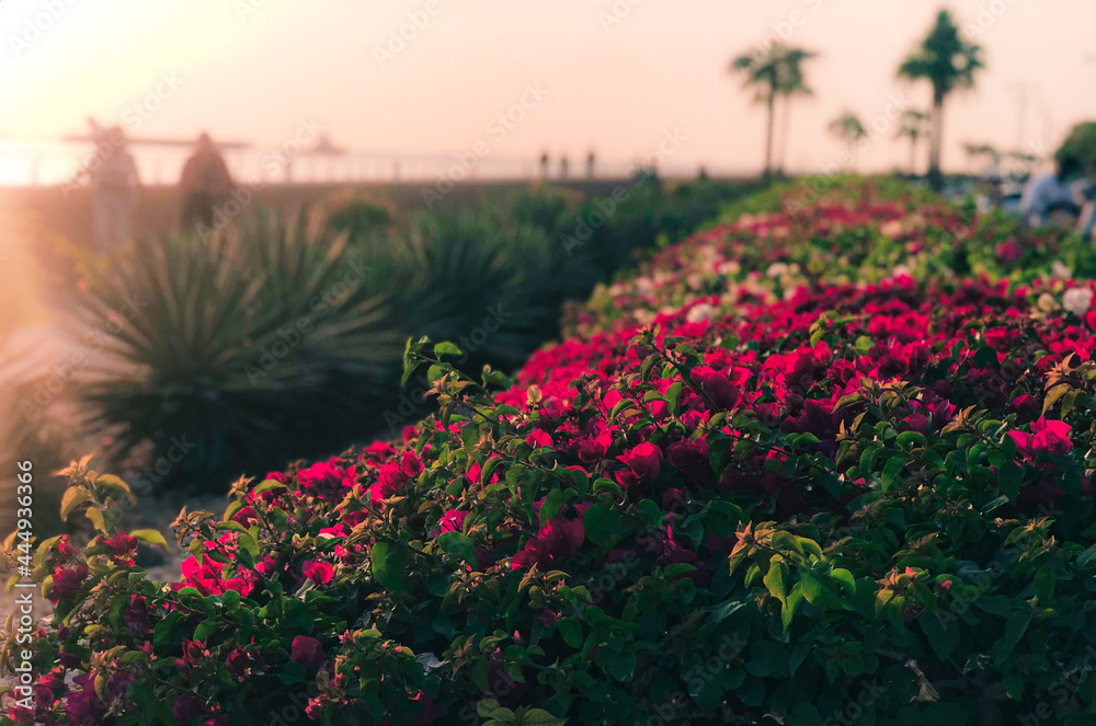 Fototapeta premium Flowers