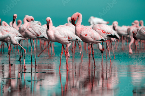 Wild african birds. Flock of pink african flamingos walking around the blue lagoon on the background of bright sky on a sunny day.