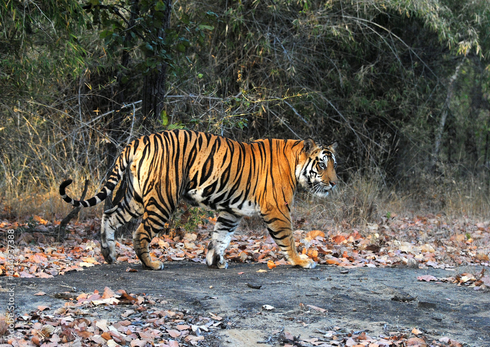 Obraz premium Bengal tiger walking in Bandhavgah Tiger reserve