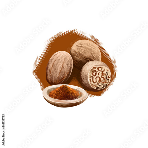 Jaiphal Powder Nutmeg Myristica fragrans ayurvedic herb digital art illustration with text isolated on white. Healthy organic spa plant widely used in treatment, for preparation medicines