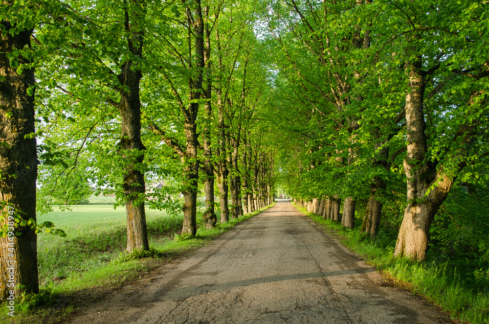 Old linden alley leading to the manor. Old linden alley leading to the manor.