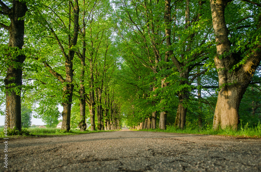 Fototapeta premium Old linden alley leading to the manor.