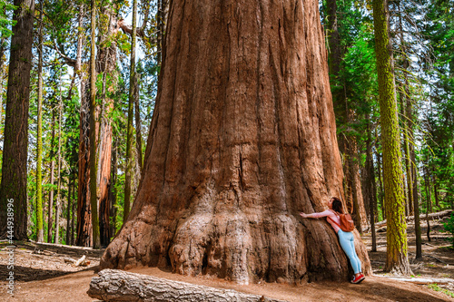 Cute young girl hugs a huge tree in Sequoia National Park, USA