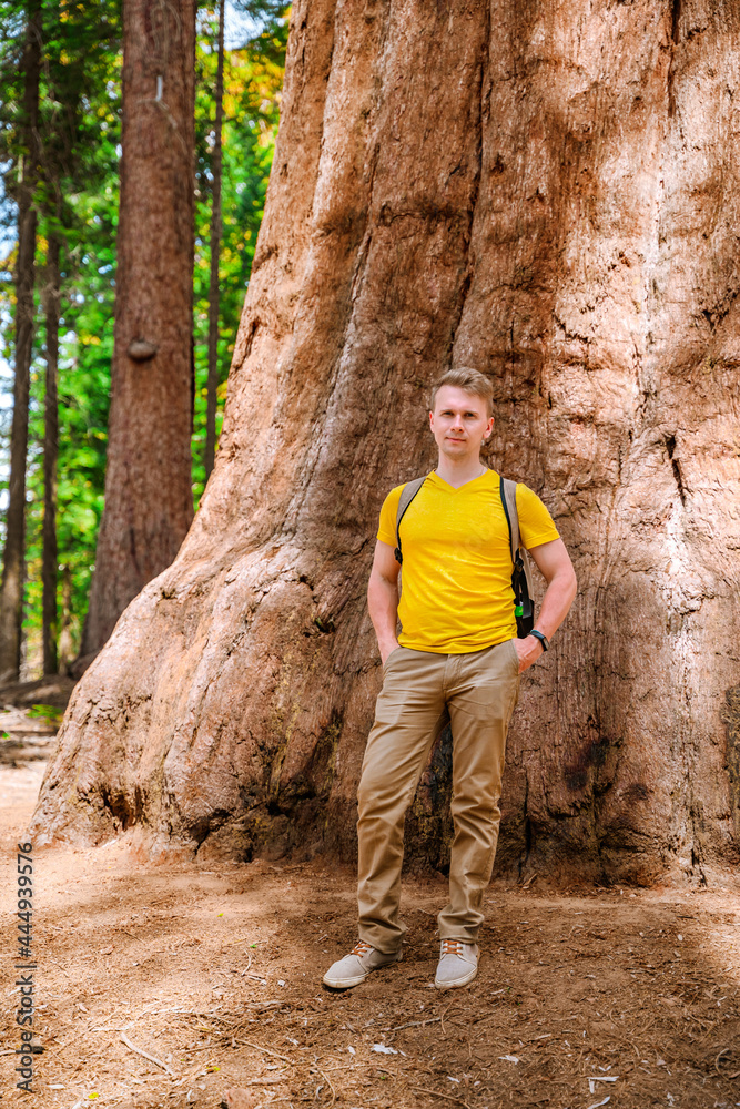 Naklejka premium A young man stands among huge trees and looks at a giant redwood tree in the forest, Sequoia National Park, USA
