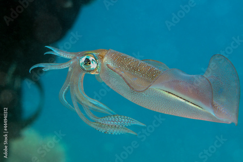 Bigfin Reef Squid. Underwater world of coral reef near Makadi Bay, Hurghada, Egypt