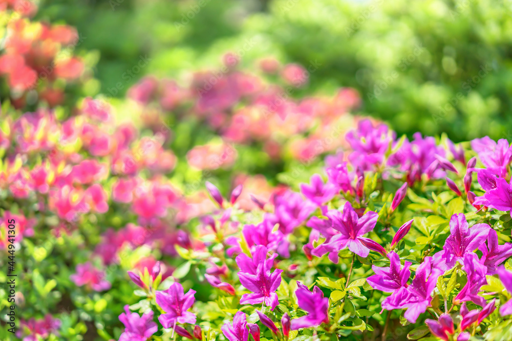Closeup on purple and pink azalea flowers blooming during the Japanese tsutsuji festival in the rhododendron flowers garden of Shintoist Nezu shrine.