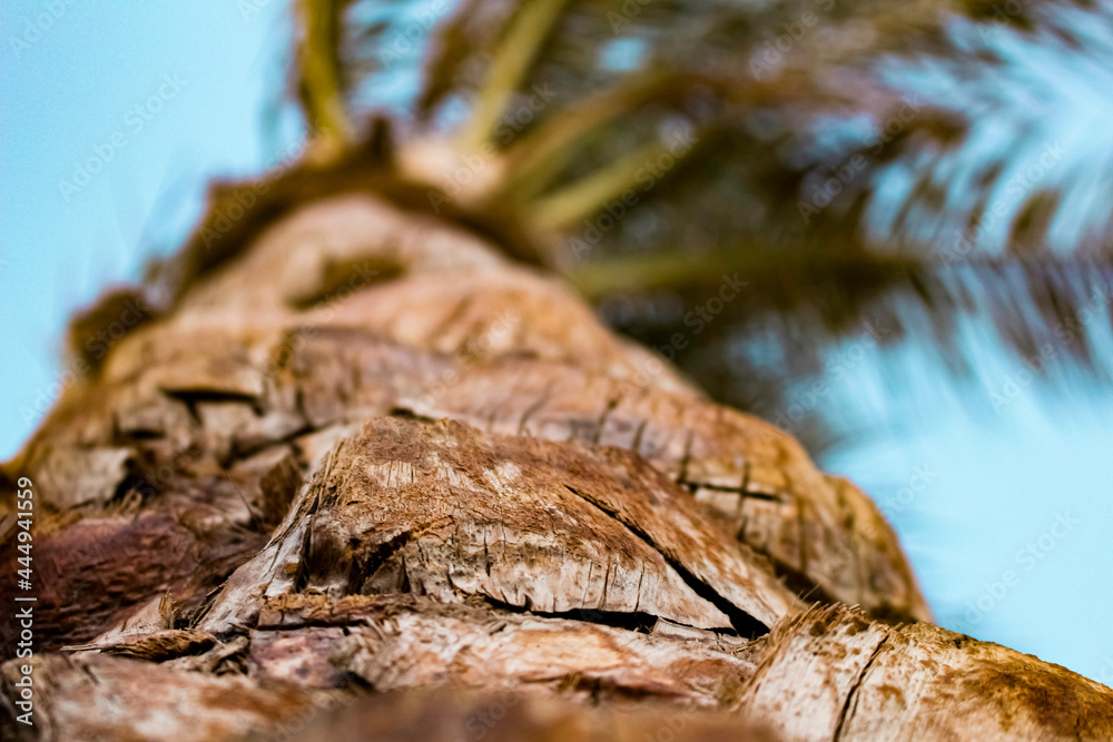 palm trunk