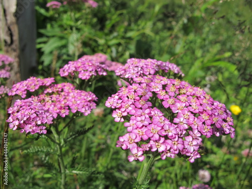 flowers in the garden