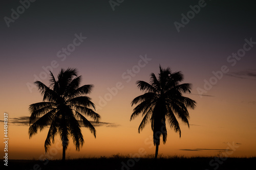 Palm tree showing its silhouette against the sunset light. Tree silhouette. Palm leaves in backlight.