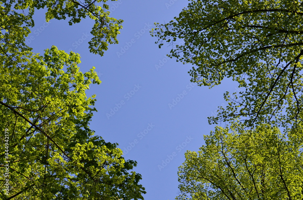 Fototapeta premium green leaves against blue sky (зеленые листья на фоне голубого неба)