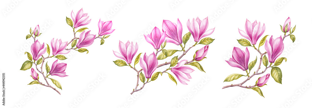 Watercolor elements of blooming magnolia. Set garden flowers. Collection botanic illustration leaves, flower and branches.
