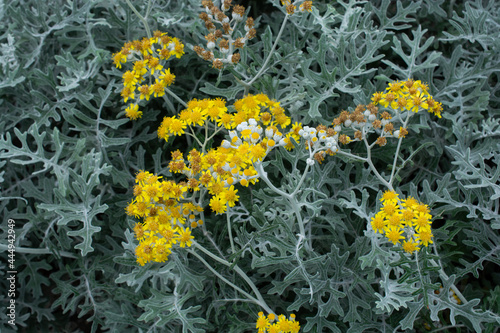 Closeup shot of yellow Everlasting flowers photo