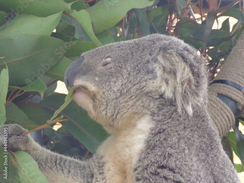 Canvas Print Koala Lifestyle