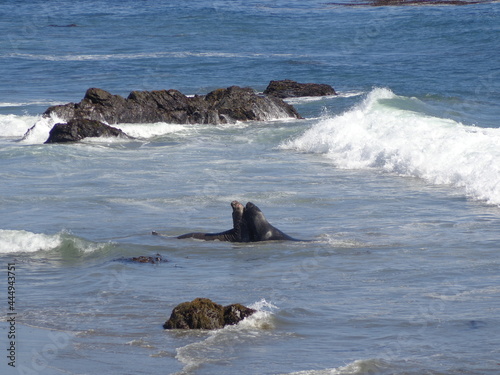 Sea elephants - Big Sur - California