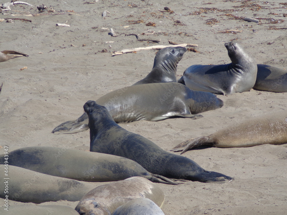 Fototapeta premium Sea elephants - Big Sur - California