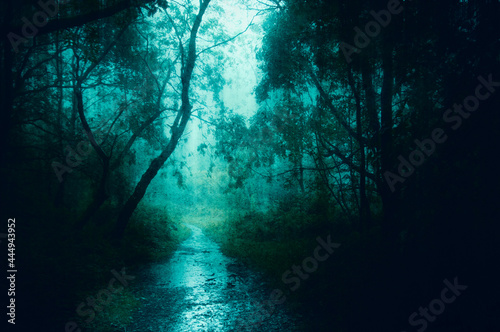 A concept of a path through a spooky, foggy forest in winter. With a grunge, vintage edit.