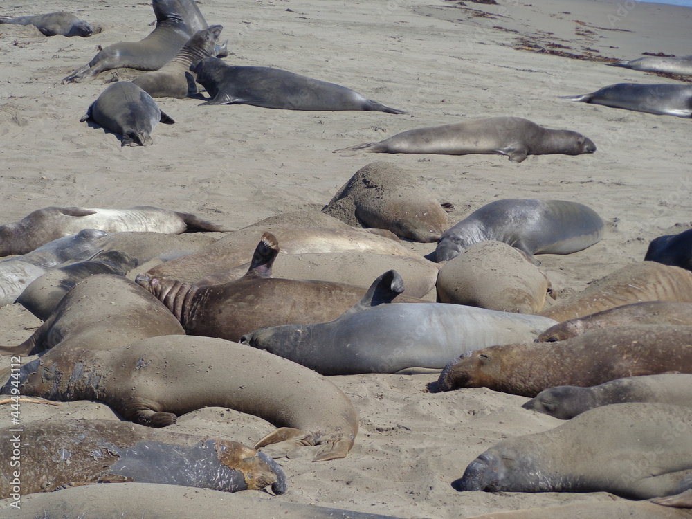 Fototapeta premium Sea elephants - Big Sur - California