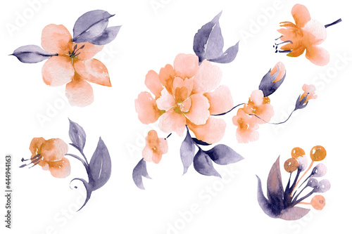 Pink watercolor flowers blossom illustration. Set collection