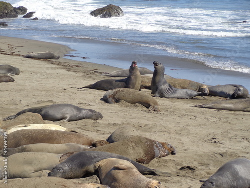 Sea elephants - Big Sur - California photo