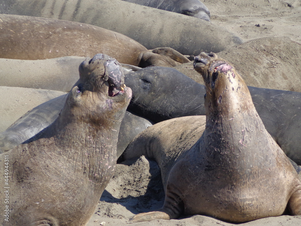 Fototapeta premium Sea elephants - Big Sur - California