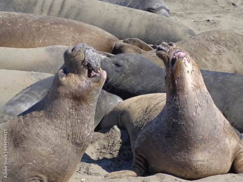 Sea elephants - Big Sur - California