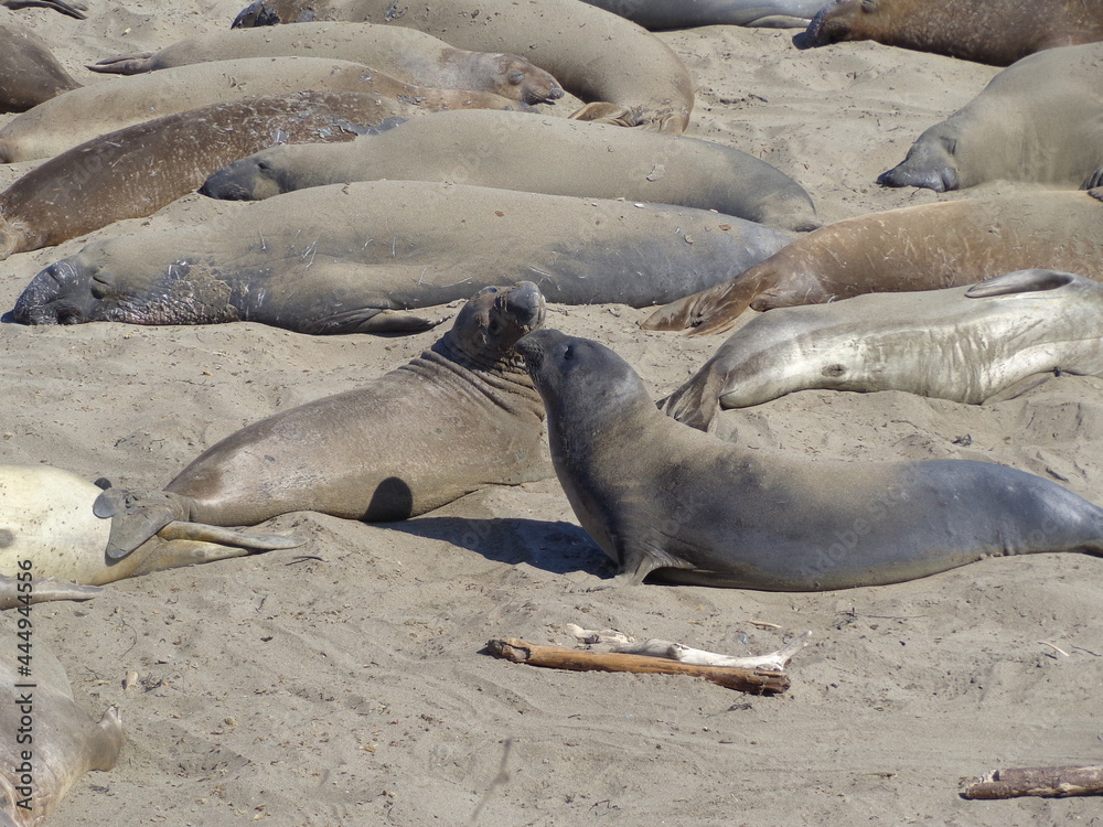 Obraz premium Sea elephants - Big Sur - California