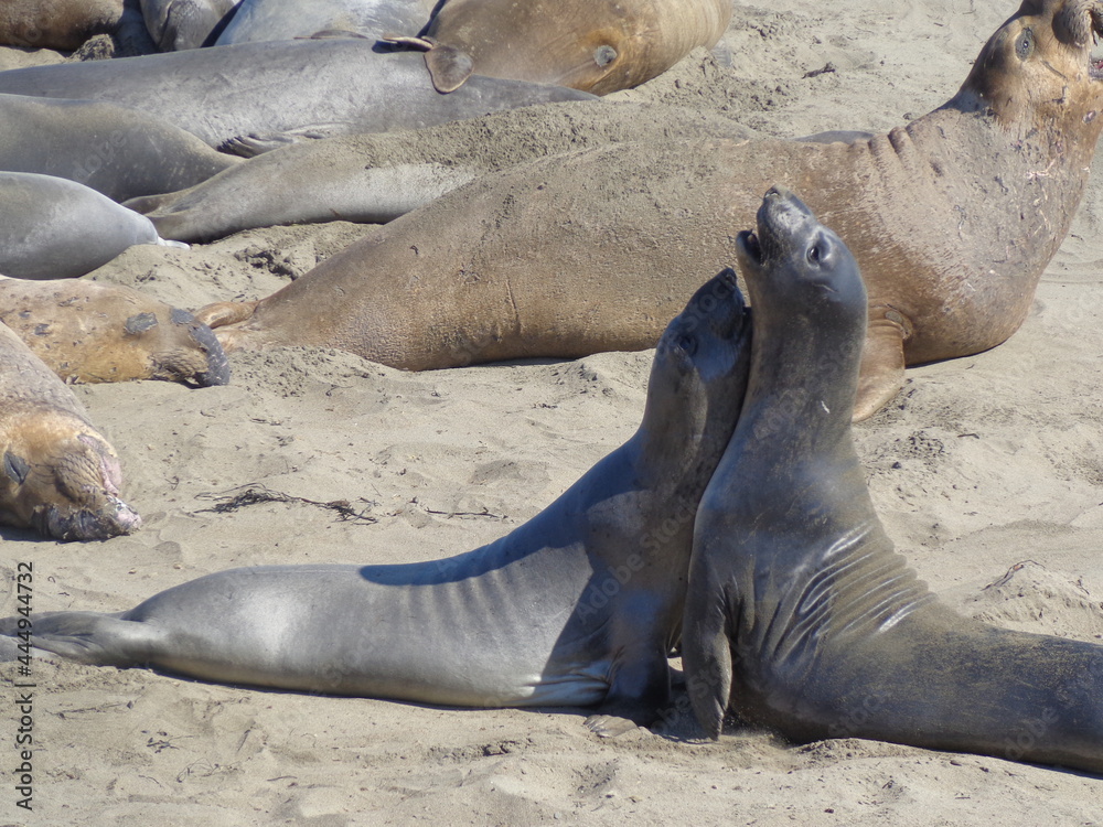 Sea elephants - Big Sur - California Sea elephants - Big Sur - California