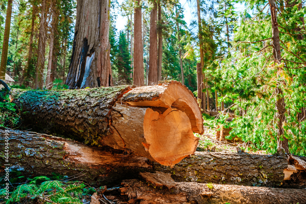 Panorama of the forest with beautiful huge trees and a beautiful natural landscape, Sequoia National Park, USA Panorama of the forest with beautiful huge trees and a beautiful natural landscape, Sequoia National Park, USA