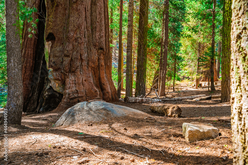 Panorama of the forest with beautiful huge trees and a beautiful natural landscape, Sequoia National Park, USA
