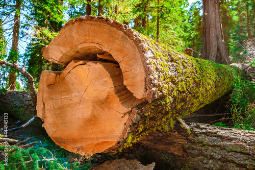 Tree cuts in Redwood Park, beautiful wood texture