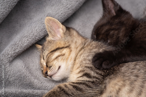 Two brother and sister kittens sleeping on gray plaid. Beautiful fluffy kittens having a rest