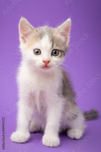 Little adorable kitten in studio. Portrait of beautiful white kitten with some spots of other color on purple background