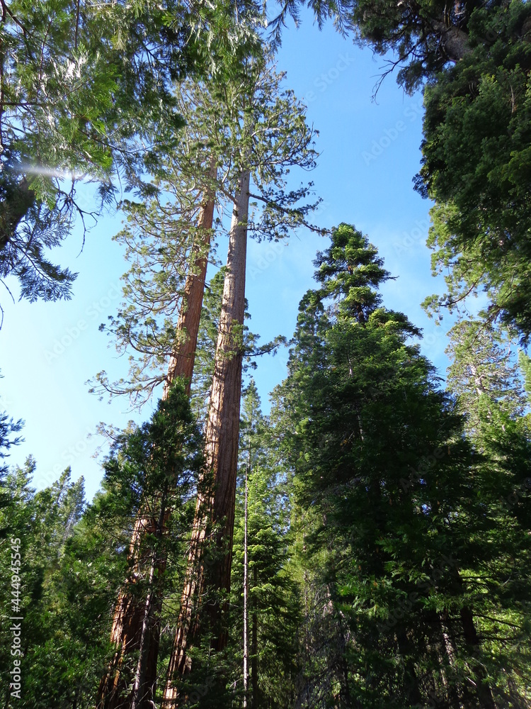 Fototapeta premium Yosemite National Park