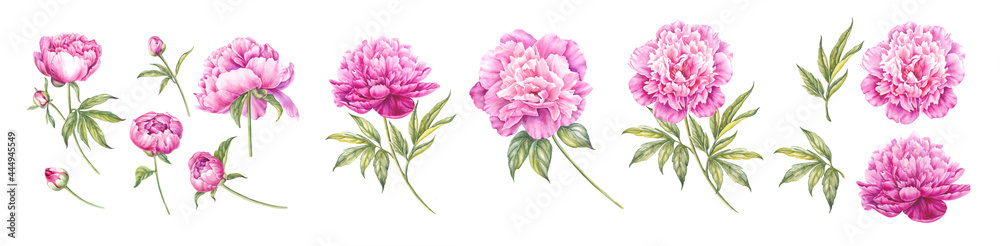 Watercolor elements of blooming peonies. Set garden flowers. Collection botanic illustration leaves, flower and branches.