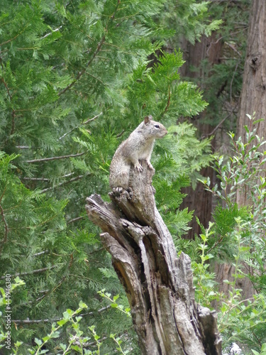Yosemite National Park