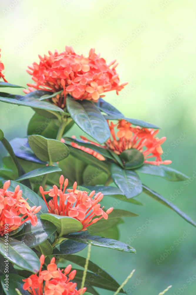 Asclepias Tuberosa red milkweed attracting bees Asclepias Tuberosa red milkweed attracting bees
