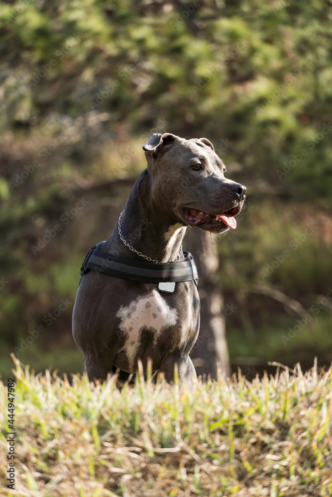 Pit bull dog playing in an open field at sunset. Pitbull blue nose in sunny day with green grass and beautiful view in the background. Selective focus.