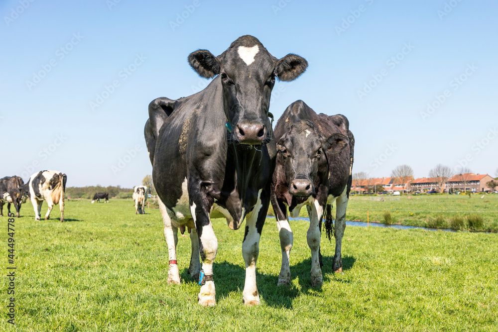 Two black and white cows, frisian holstein, standing in a pasture under a blue sky and a straight horizon.