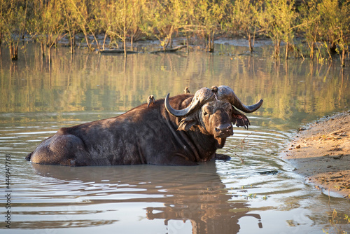 Water buffalo bathing in a pond at sunset  Kruger Park  South Africa