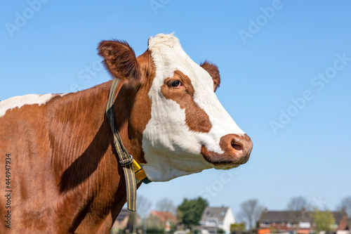 Cow head profil, a red cow with dreamy eyes calm friendly expression and pale blue cloudy sky