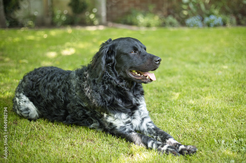 A black and white Friese Stabij Wetterhoun dog lying on the grass in a garden, looking away, on a sunny day. Pet companionship and domestic life concept. Horizontal, copy space, selective focus photo