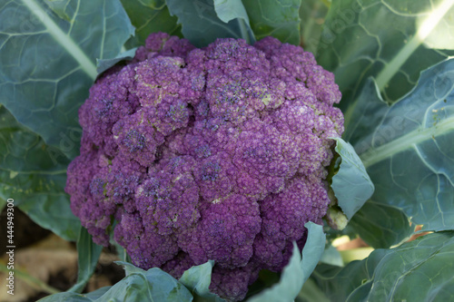  an unusual cauliflower with a purple head ripened.