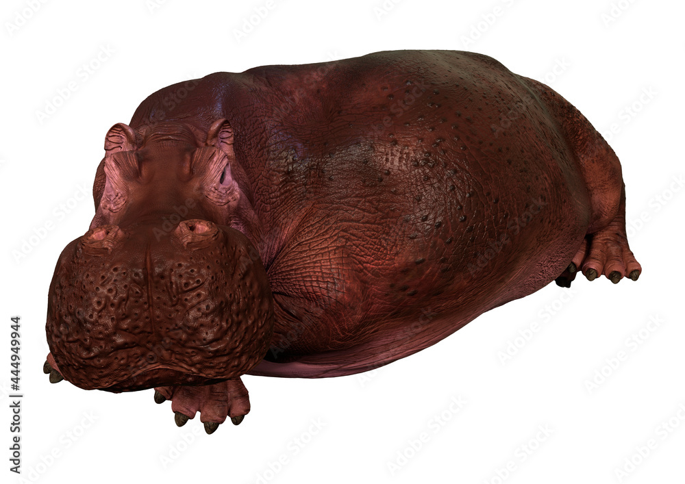 Naklejka premium 3D Rendering Hippopotamus on White