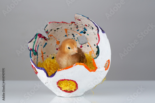 A chick baby chicken standing in a colorful broken decoctive egg half photo