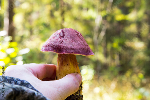 Inedible fungus grows in forests Central Europe, Tricholomopsis rutilans. Beautiful red and yellow mushroom photo