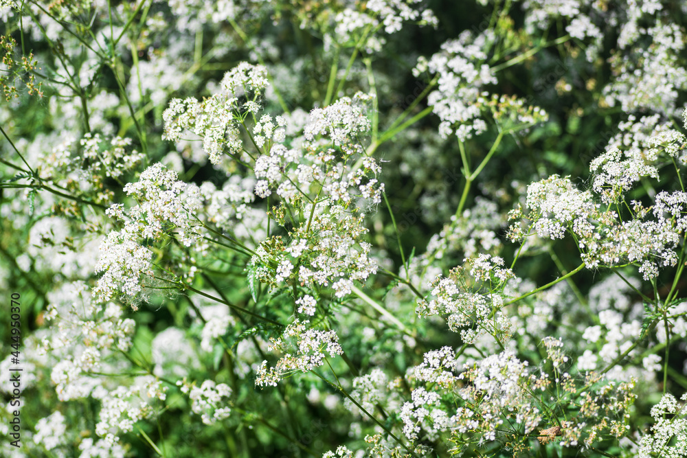 White yarrow flowers blooming in wild in early summer - close-up nature background White yarrow flowers blooming in wild in early summer - close-up nature background
